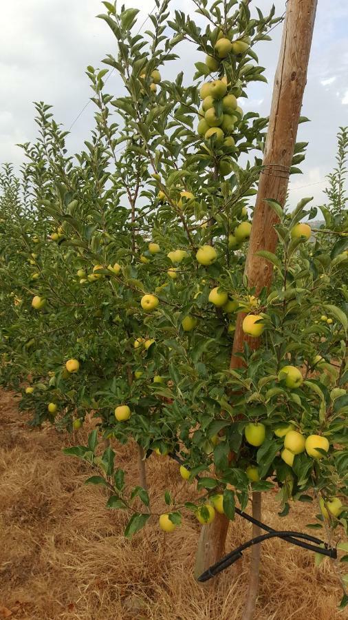 Quinta Do Acipreste Lamego Εξωτερικό φωτογραφία