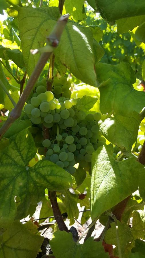 Quinta Do Acipreste Lamego Εξωτερικό φωτογραφία