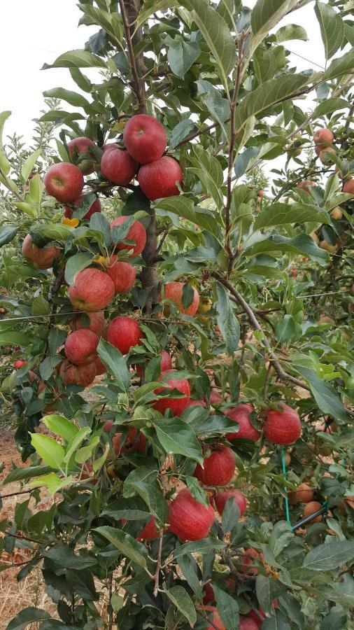 Quinta Do Acipreste Lamego Εξωτερικό φωτογραφία